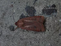 Huismoeder [Noctua pronuba]